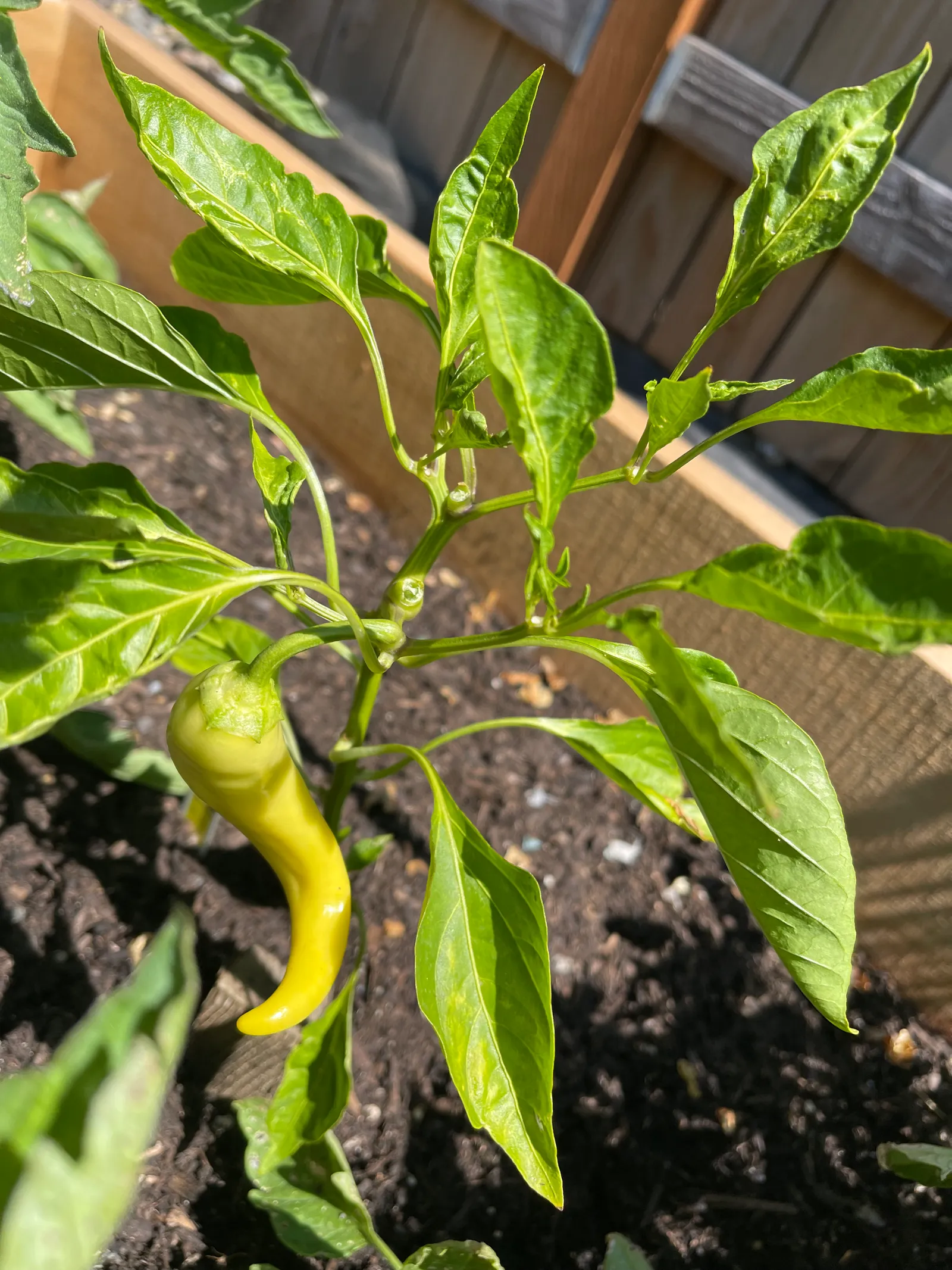 Pepper plant growing in a raised garden bed at Blue Mountain Residential Care Home in Oregon City