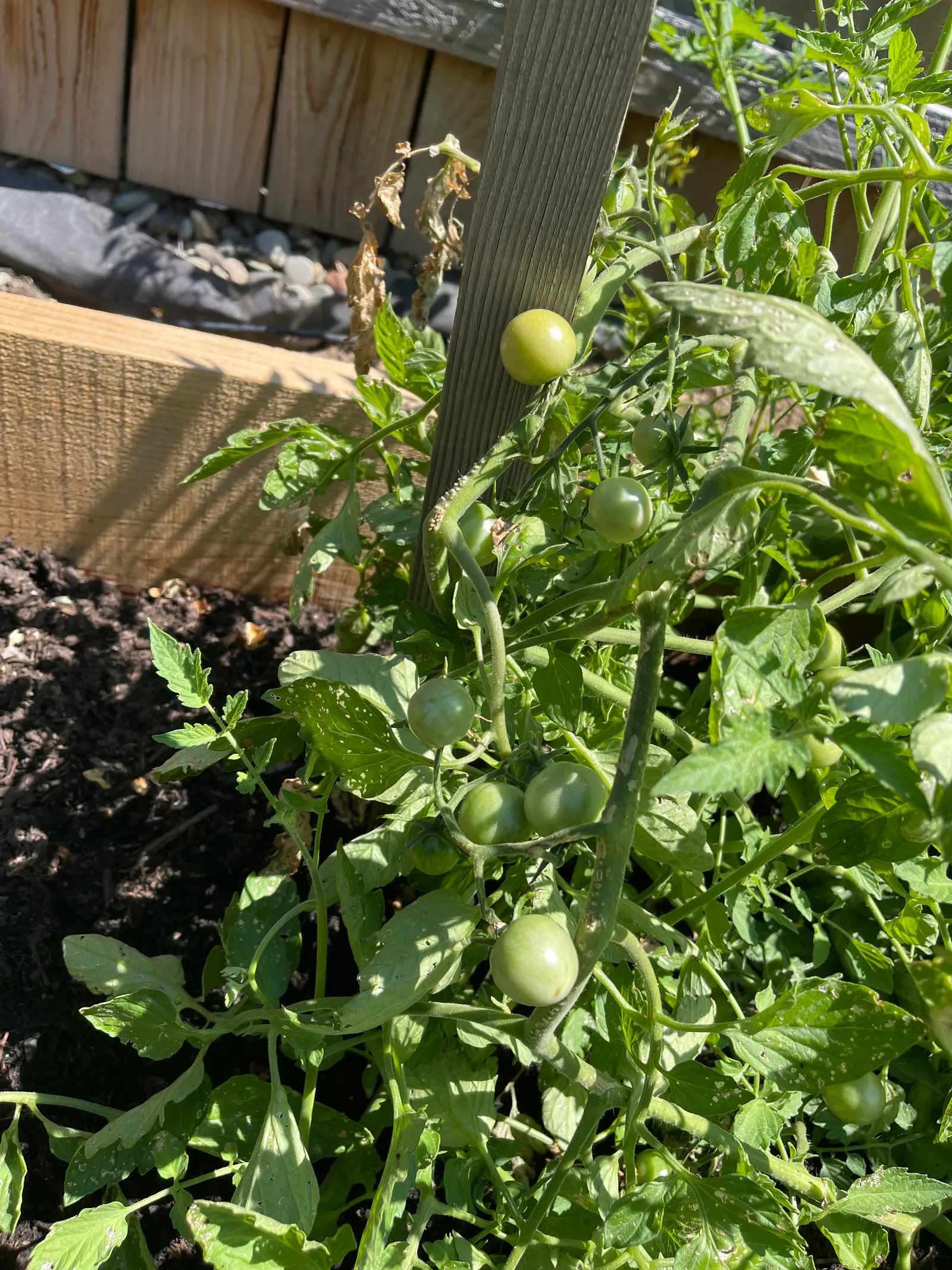 Tomatoes growing on the vine in a raised garden bed at Blue Mountain Residential Care Home in Oregon City